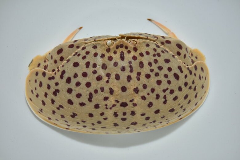 上から見たマルソデカラッパ。確かに脚は細そうだ