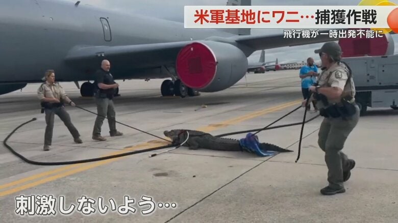 ワニを刺激しないように捕獲作戦を行う様子