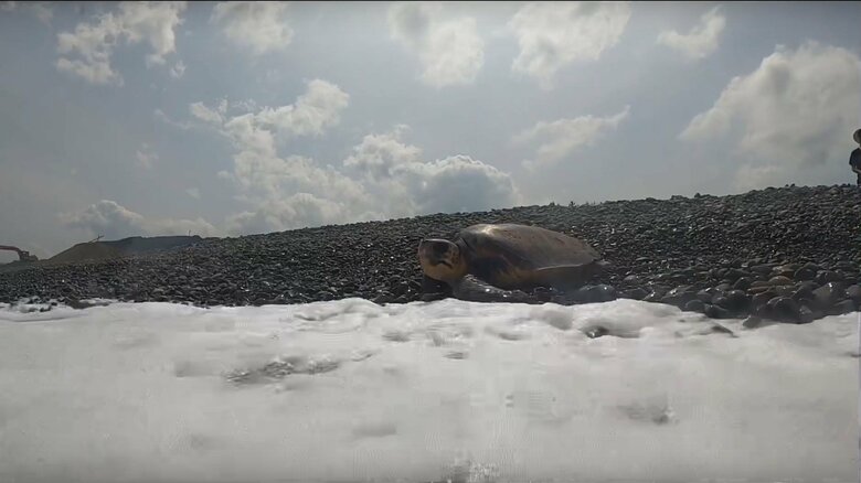 保護をして元気になったら海に帰している