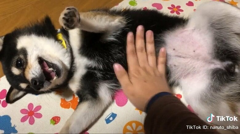 飼い主さんの愛情で感情豊かに