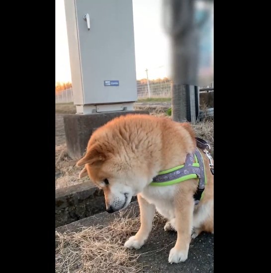 3月1日の銀次くん。首を傾げてマンホールを見つめている…