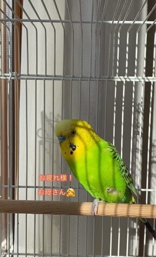 「お疲れ様！お母さん」とエールを送るシャインくん