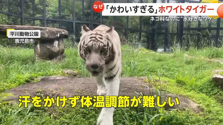 トラは水浴びで体温調節をするという（提供：鹿児島市平川動物公園）