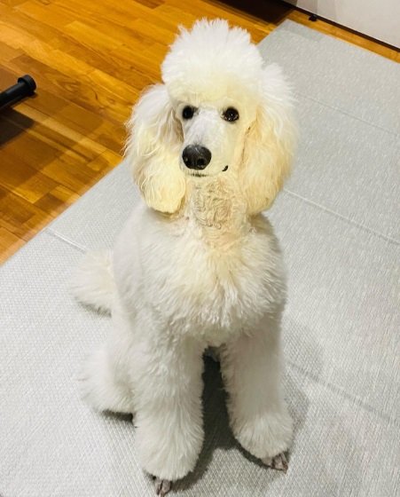 普段のベルちゃん