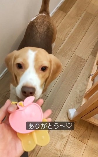 娘さんのおもちゃを拾うじゃこちゃん