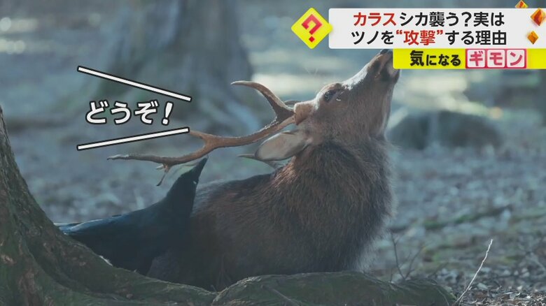 シカがカラスがツノの皮をはぎやすいように頭を傾けている