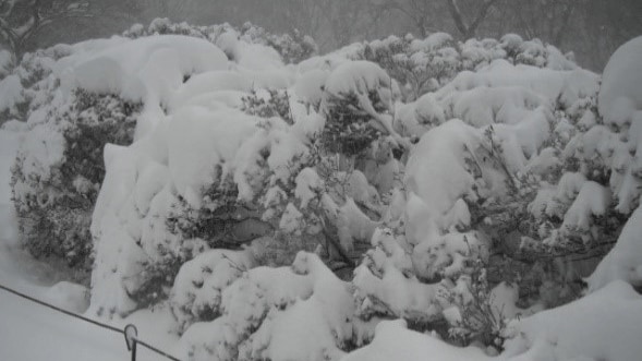 大雪で埋もれるツツジの株　2014年2月撮影（提供：山のホテル）