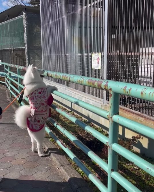 提供：ibukimama38さん