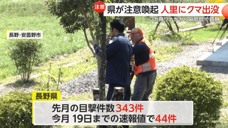 6月の目撃件数は343件、7月も19日までで44件の目撃情報が寄せられるクマ