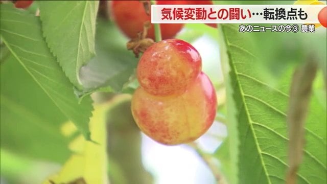 「双子果」のサクランボ
