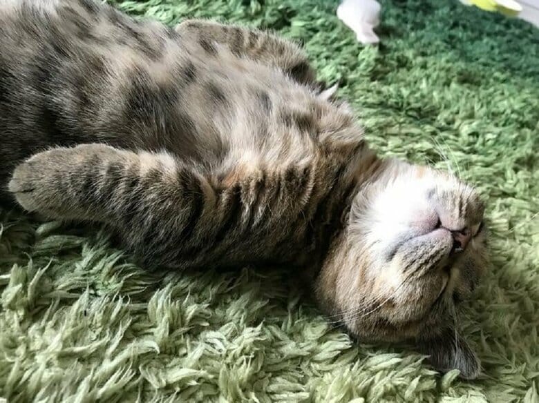 ことらちゃんもへそ天はする