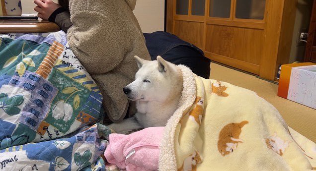 提供：しばわんこ生活さん