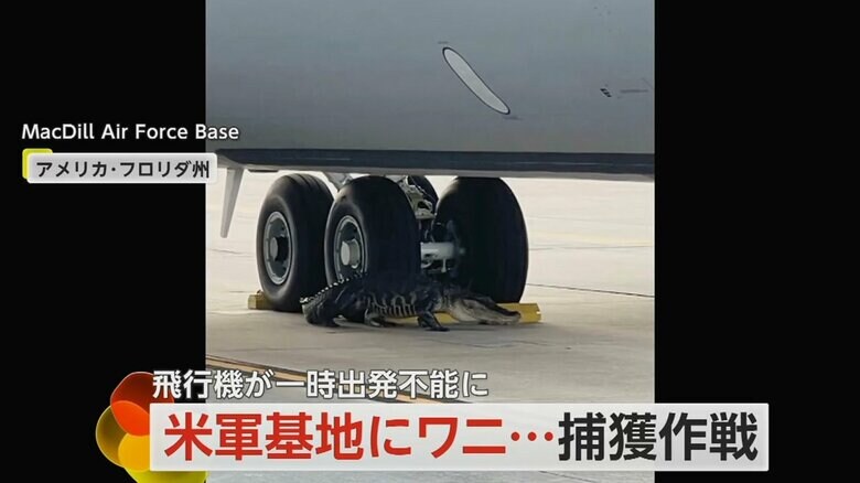 飛行機のタイヤのすぐそばで、車輪止めのように体をまっすぐ伸ばすワニ