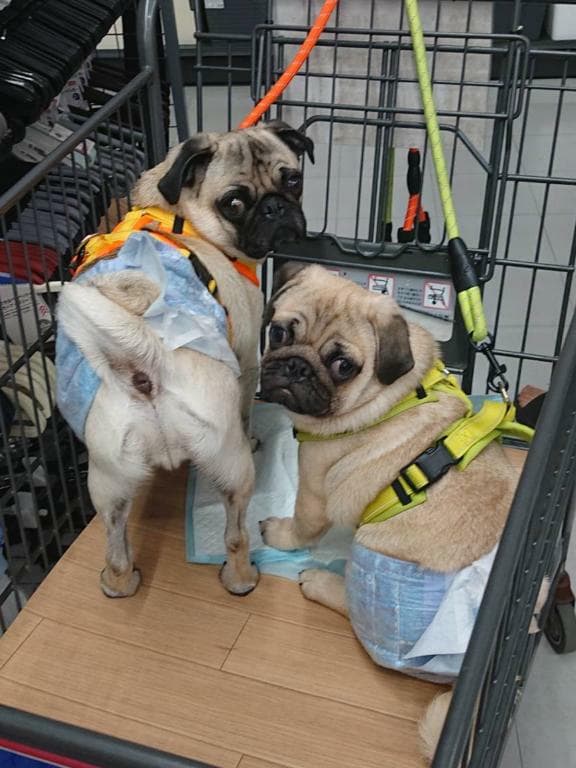 提供：たまごandおもちさん