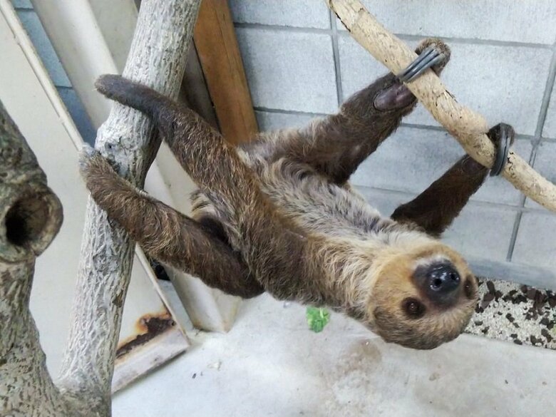 フタユビナマケモノの「もみ」（提供：埼玉県こども動物自然公園）