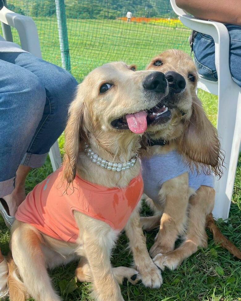 左：こはるちゃん　右：ククナちゃん（提供：関口和也さん）