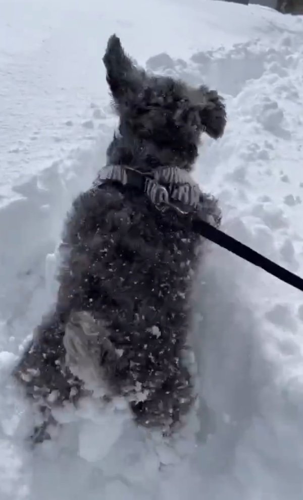 大はしゃぎで雪山にダイブ（提供：くぅさん）