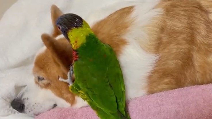またも「プルプルプル」