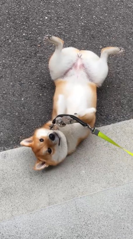 散歩から帰宅後、まだ帰りたくないとグズる（提供：柴犬はらみさん）