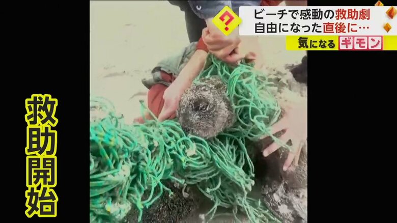 海水浴客がナイフで網を切り救助を開始する