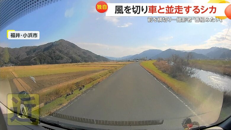 田園地帯を走るシカが道路の近づき、車の前を横切る一部始終（3）