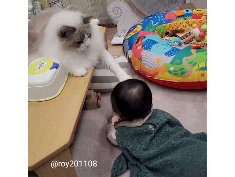 提供：ロイ(Roy)くん@ラグドールさん