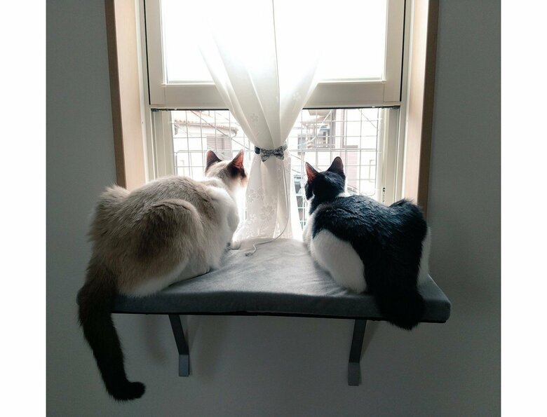 窓から見ている様子（提供：かふぇらてさん）