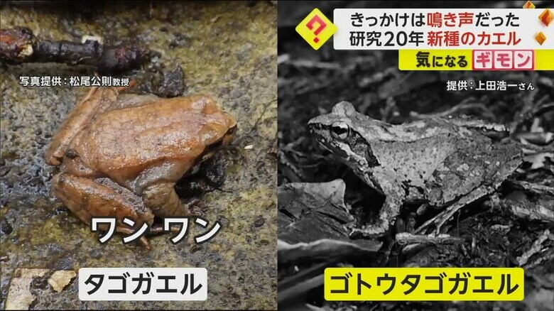 「ワンワン」と犬のように鳴くタゴガエル