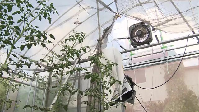 遮光ネットなどの対策をしているがハウス内は高温に