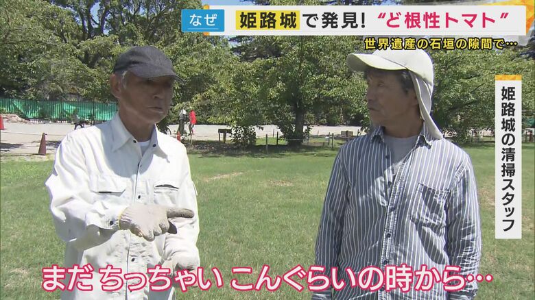 “トマトの育ての親”・姫路城の清掃スタッフ