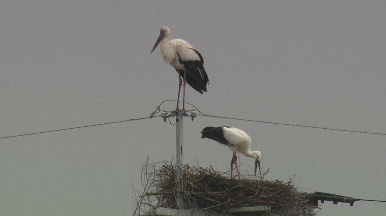 コウノトリの親子