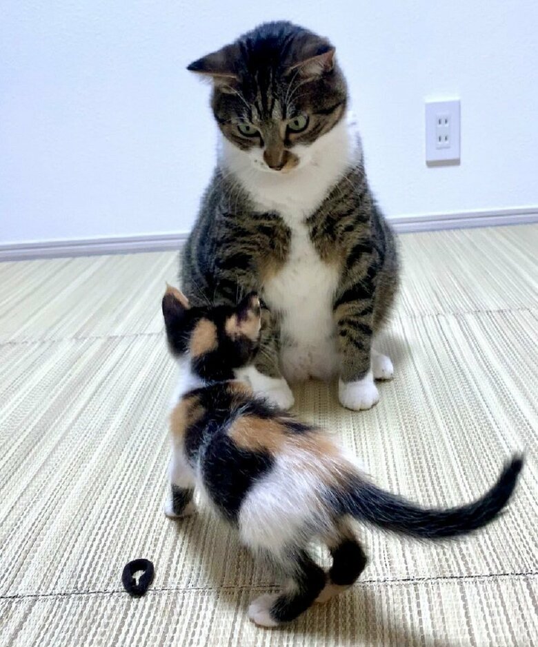 徐々に距離が近づいていく　強気な金時くん