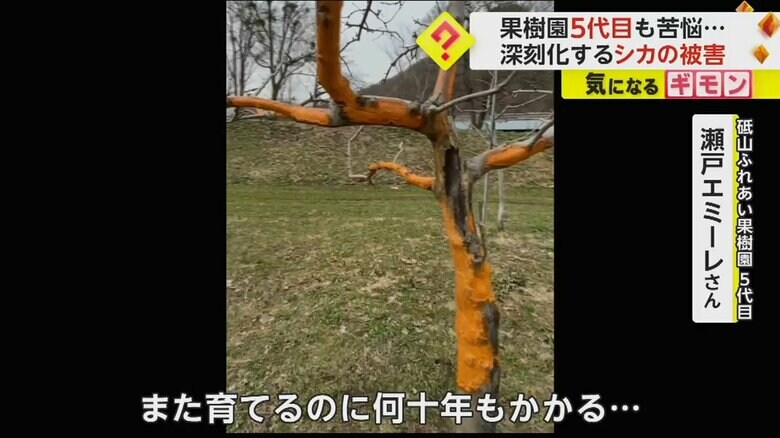 シカによって木の皮を食べられてしまった果樹