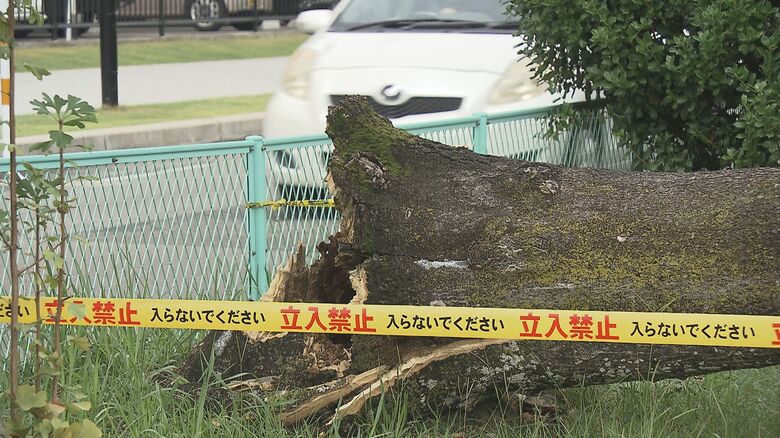 大分市のひばり公園で倒木