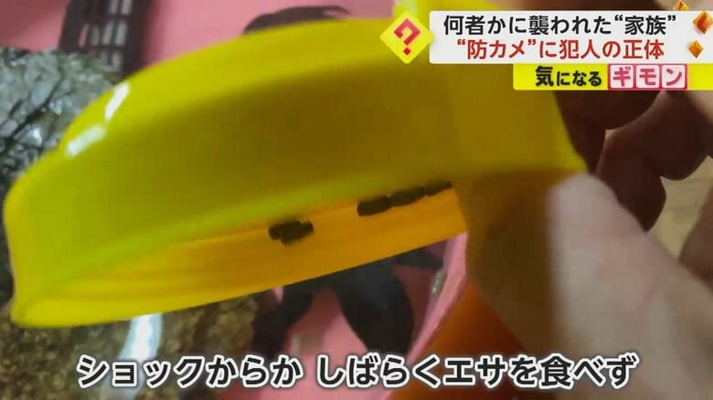 エサを与える飼い主