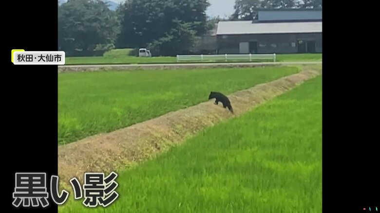 田んぼの中でうごめく黒い影
