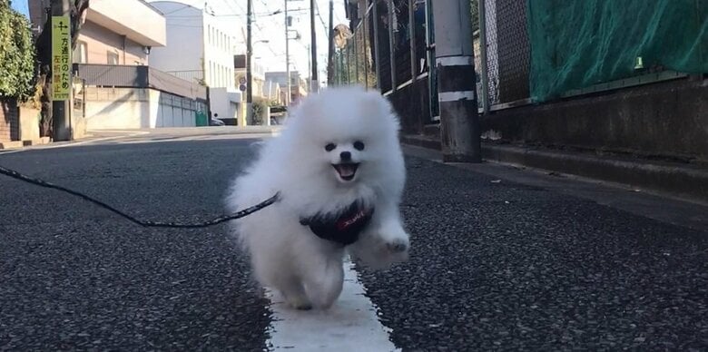 初めての散歩の時から楽しそうな様子