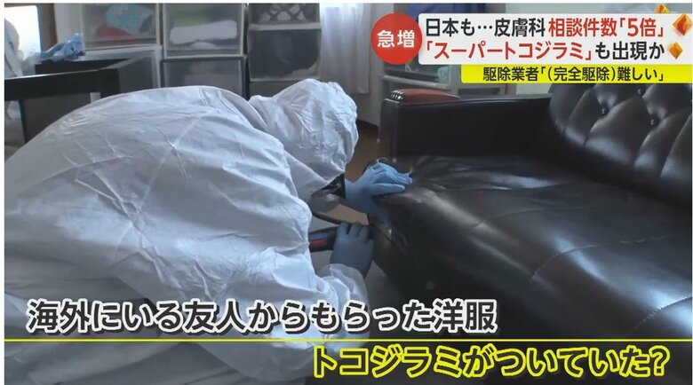 海外の友人からの洋服についていたか。ソファでトコジラミらしき虫を発見し業者に駆除依頼