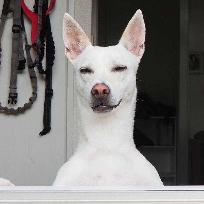 提供：柴犬ハル&雑種すずさん