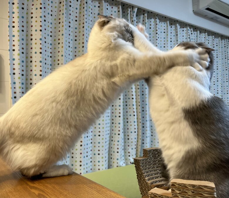 提供：いずもん/まろ様さん