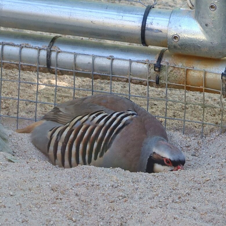 掘った場所を寝床に（提供：松江フォーゲルパーク）