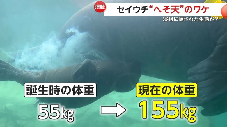 生まれてから100kg以上増えたいちこちゃん（提供：大分マリーンパレス水族館「うみたまご」）