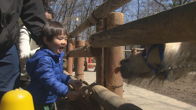 ポニーにエサやり