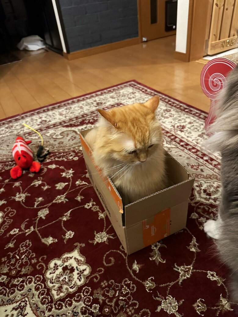 提供：ネコランドさん