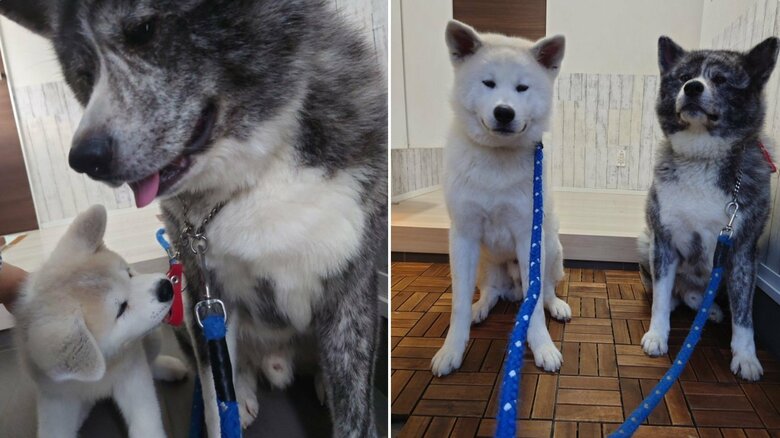 こうたろうくんとだいちくん。左の画像はこうたろうくんが子犬時代の時