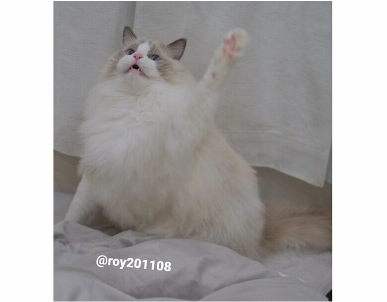 片手挙手（提供：ロイくん@roy201108さん）