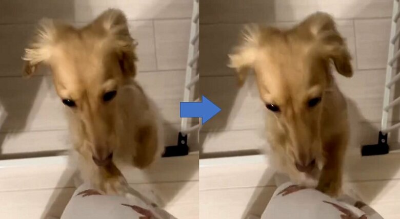 飼い主さんを前足でシャカシャカ