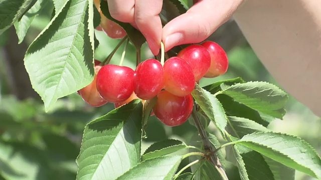 実がくっついてしまったサクランボ