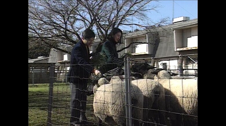1996年11月 羊にエサの牧草を与えられる両陛下