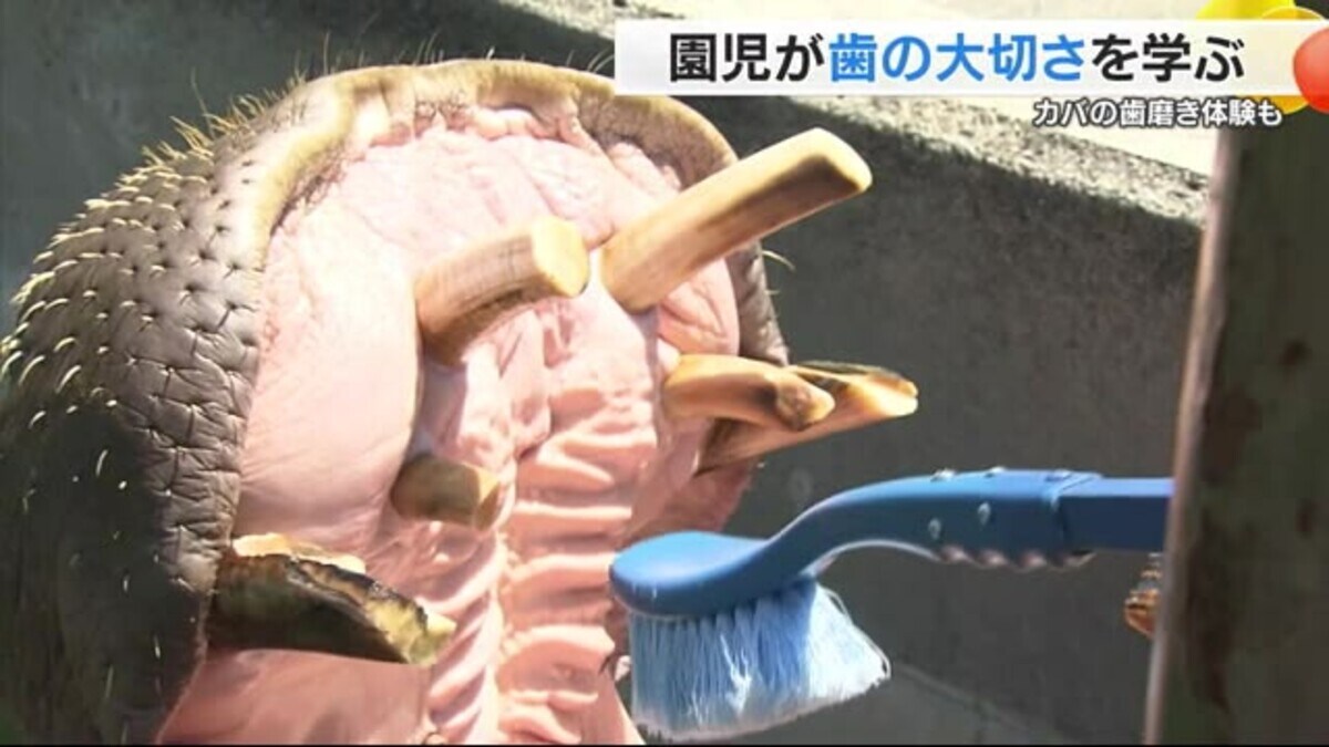 カバの牙 実物 22㎝